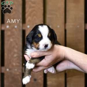 Amy, Bernese Mountain Dog Puppy